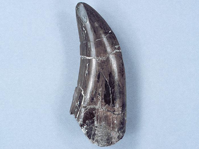 T-Rex Tooth
